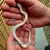 Flash Sale Yeti Hognose