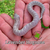 Flash Sale Lavender Western Hognose