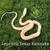 Flash Sale Leucistic Texas Rat Snake