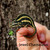 Jewel Chameleon