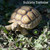 Sulcata Tortoise