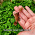 Leaf Tail Gecko - Satanic pair