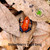 Strawberry Dart Frog