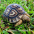 Leopard Tortoise