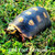 Red Foot Tortoise - large adult pair