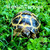 Russian Tortoise