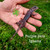 Purple Passion Zero Iguana