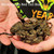 Flash Sale Baby Nicaraguan Boa - 3 lot