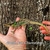 Flash Sale Green Ear Chameleons