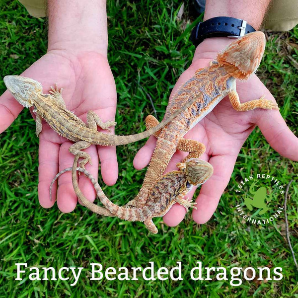 Flash Sale 5" Fancy Bearded Dragon  - 4 lot