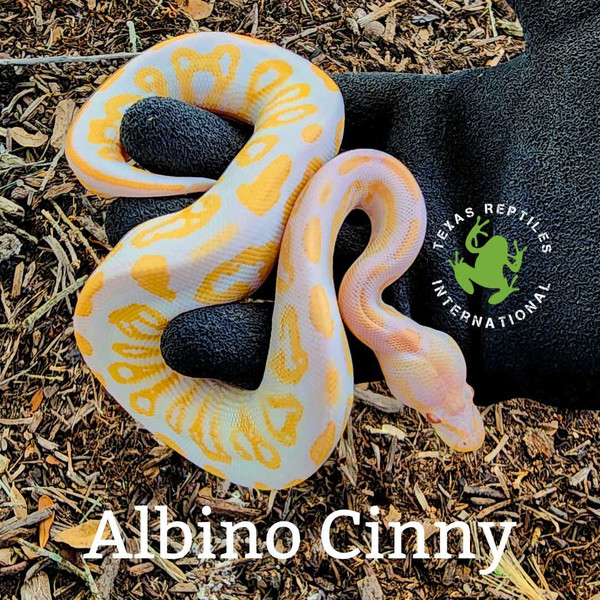 Albino Cinnamon Ball Python