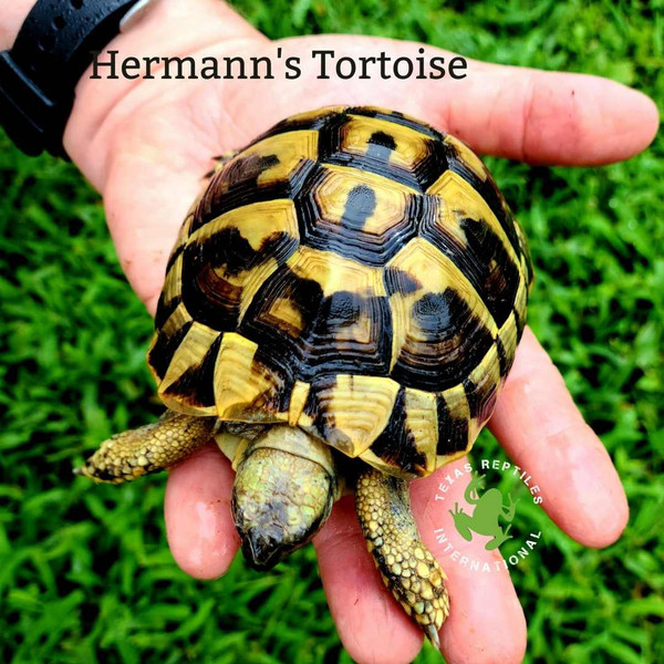 Flash Sale Hermann's Tortoises 4" - 2 lot
