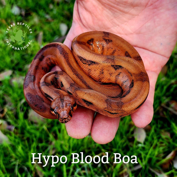 Blood Boa