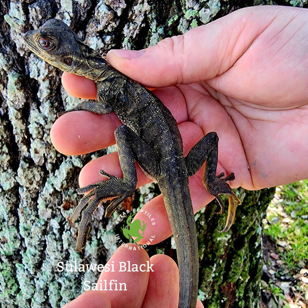 Sailfin Dragon Black