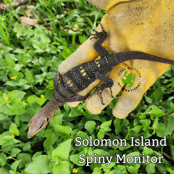Solomon Island Spiny Monitor