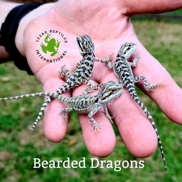 Standard Bearded Dragons