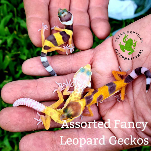 Flash Sale Fancy Tangerine Albino Leopard Gecko - 4 lot