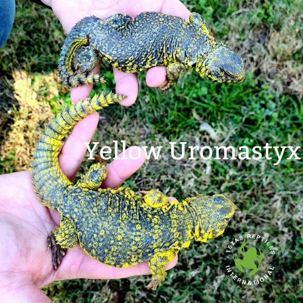 Saharan Uromastyx - Yellow- pair