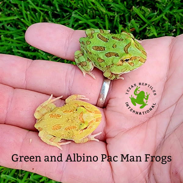 Flash Sale Assorted Claudes Pick Pac Man - 10 lot