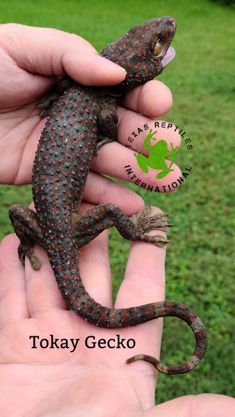 Flash Sale Tokay Gecko - 4 lot