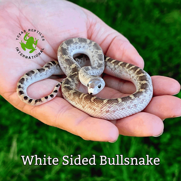 Bull Snake, White Sided