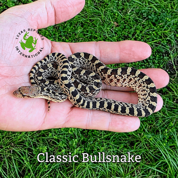 Bull Snake