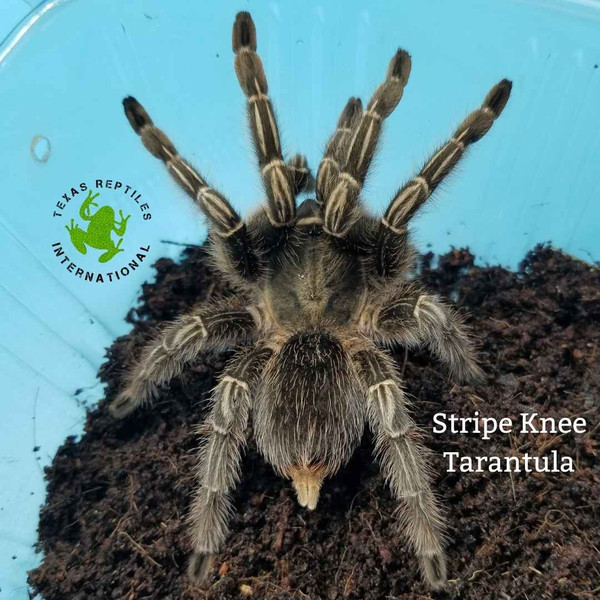 Flash Sale Stripe Knee Tarantula & Tailess Whip Scorpions  - 20 lot