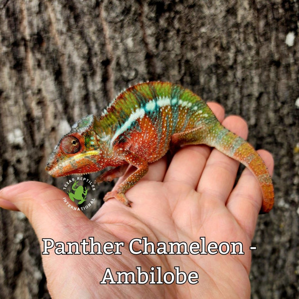 Flash Sale Panther Chameleon, Ambilobe female 6-8"