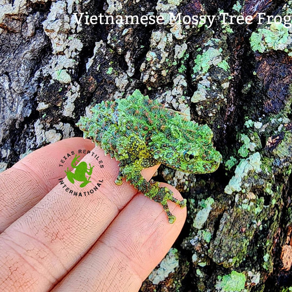 Vietnamese Mossy Frog XXL