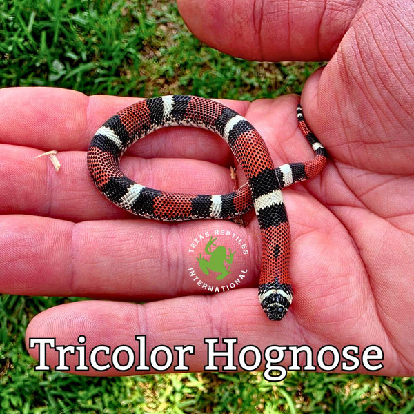Hognose Snake