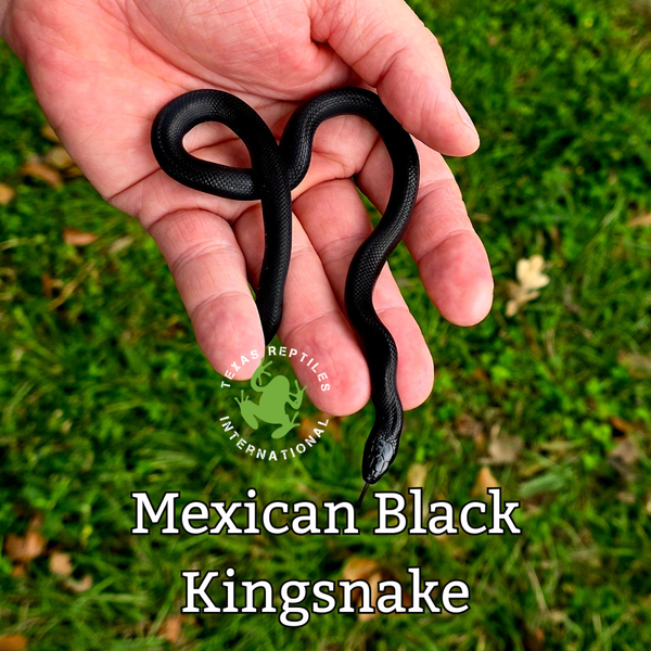 Flash Sale Mexican  Black Kingsnake