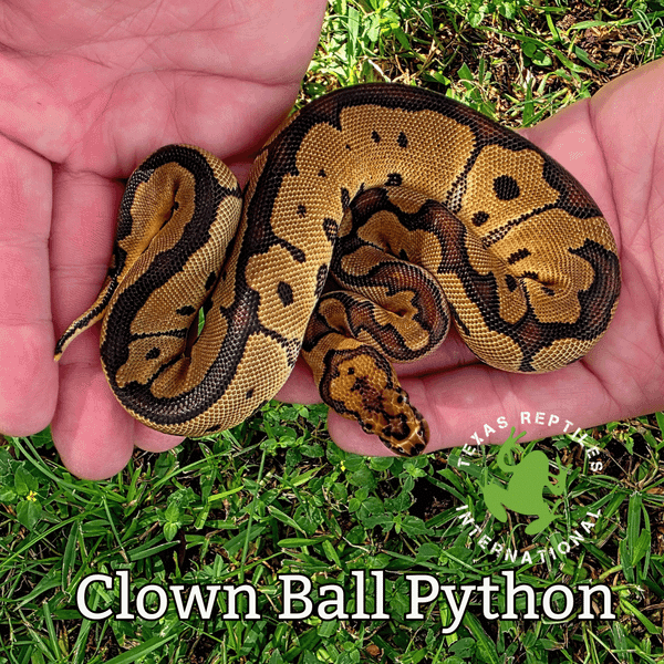 Flash Sale Clown Ball Python