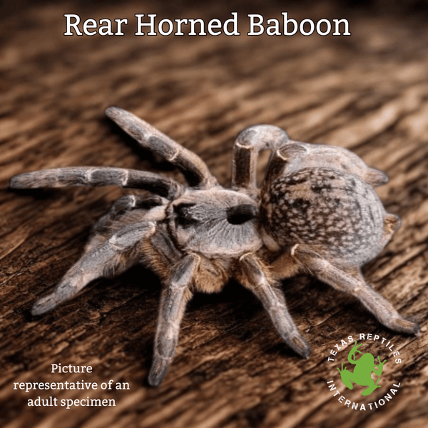 Red Horned Baboon, CB 1.25-5"