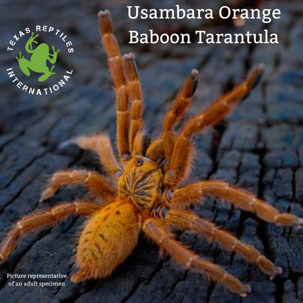 Usambara Orange Baboon, ler females