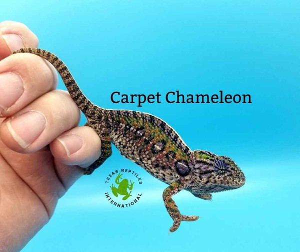 Flash Sale Carpet Chameleon