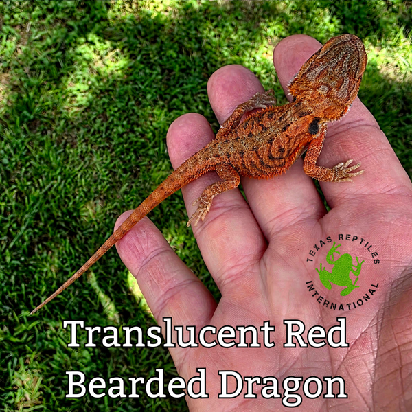 Bearded Dragon - Red