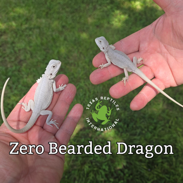 Fancy Bearded Dragon - Zero
