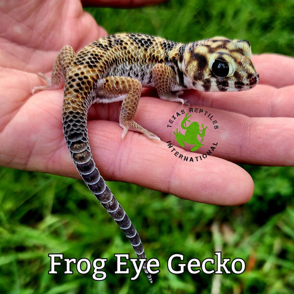 Frog Eye Gecko - 5 lot
