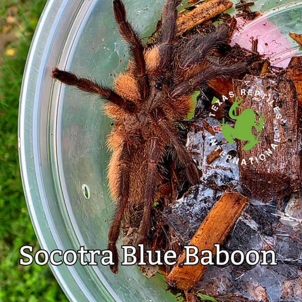 Socotra Blue Baboon Tarantula - 10 lot
