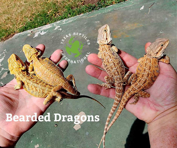 Bearded Dragon -  Assorted Fancy Babies, 3"+/-