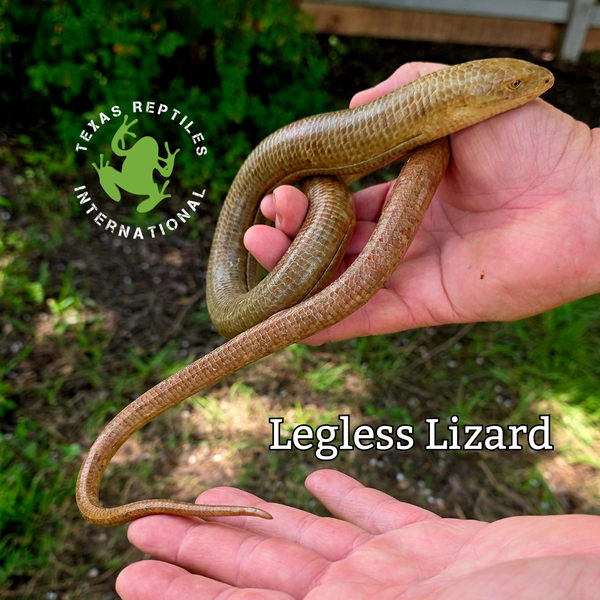 Flash Sale Legless Lizard