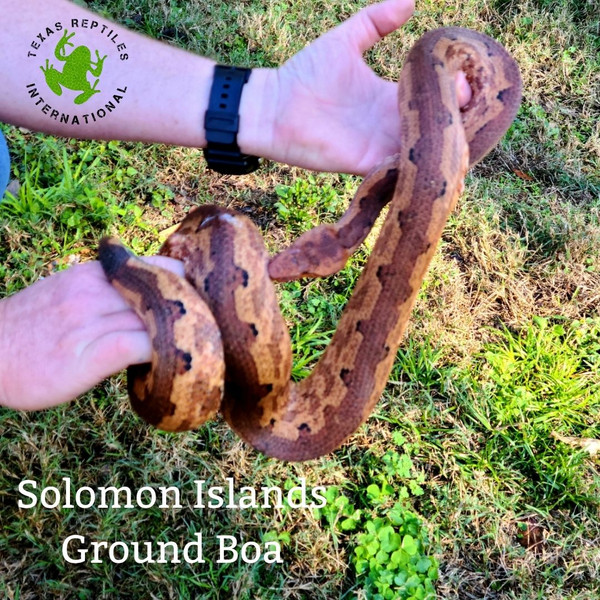 Solomon Island Ground Boas