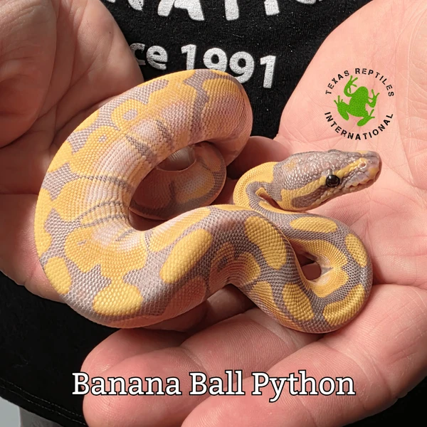 Banana Ball Pythons - Newly Hatched 2026