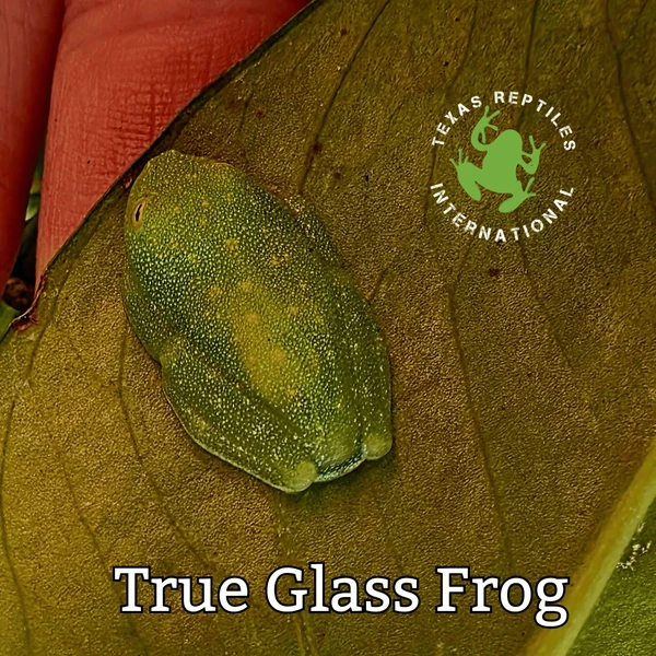 Flash Sale True Glass Frog - 4 lot