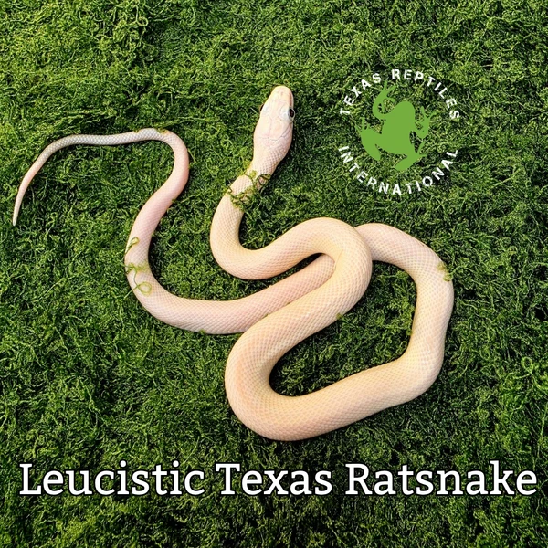 Flash Sale Leucistic Texas Rat Snake