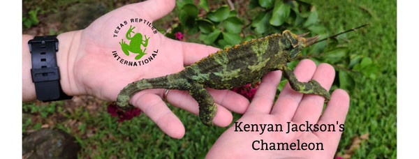 Kenyan Jackson's Chameleon  - pair
