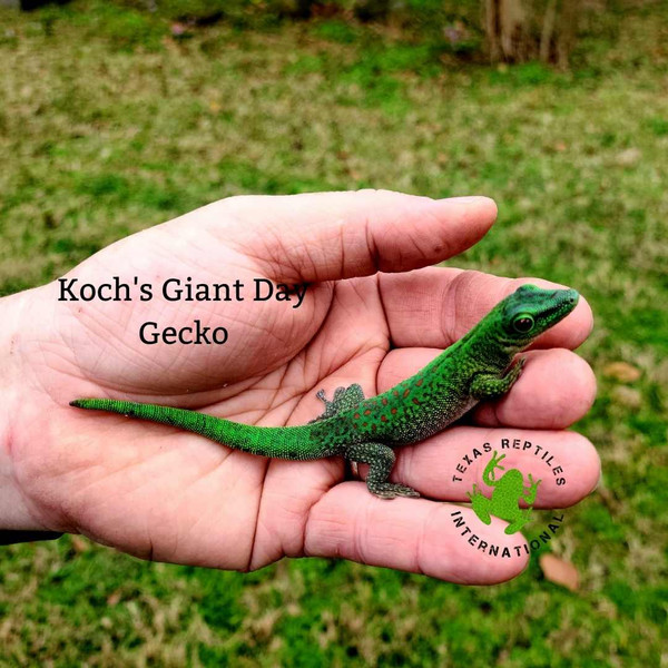 Day Gecko - Koch's Giant