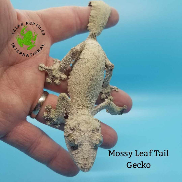 Leaf Tail Gecko - Mossy