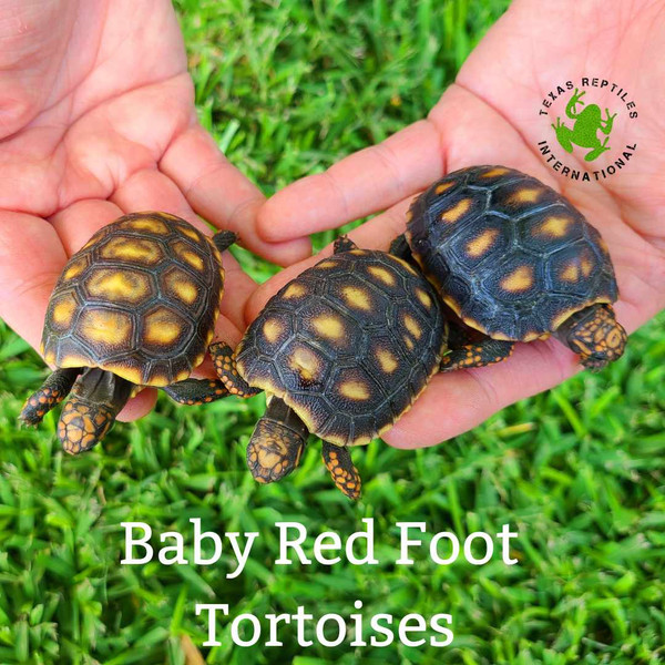 Red Foot Tortoise - 2023 baby