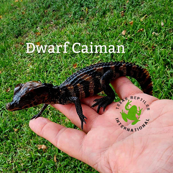 Dwarf Caiman
